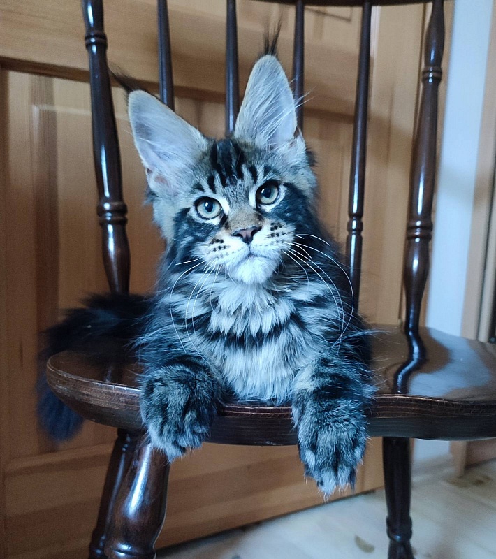 Bayraktar Monterini - Kitten maine-coon 3 months 1.5 week