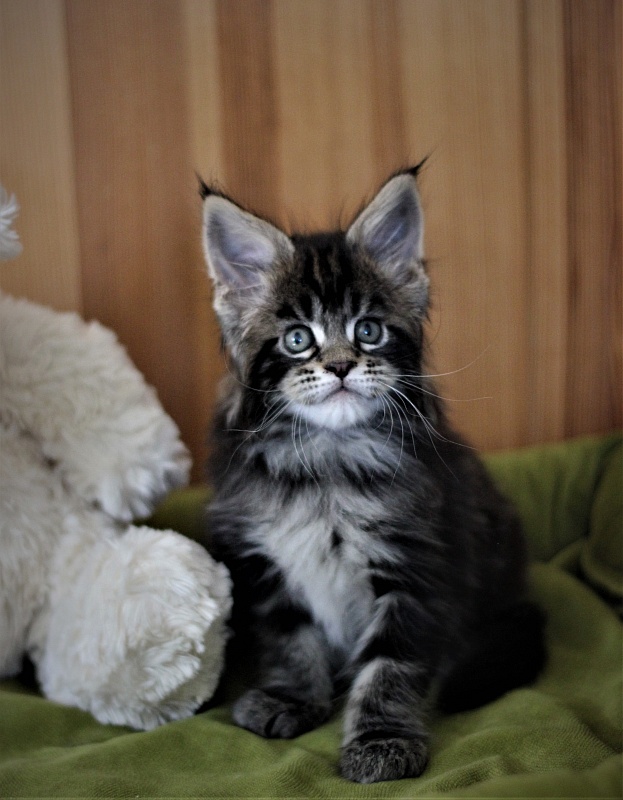 Bayraktar Monterini - Kitten maine-coon 1 month 2 weeks