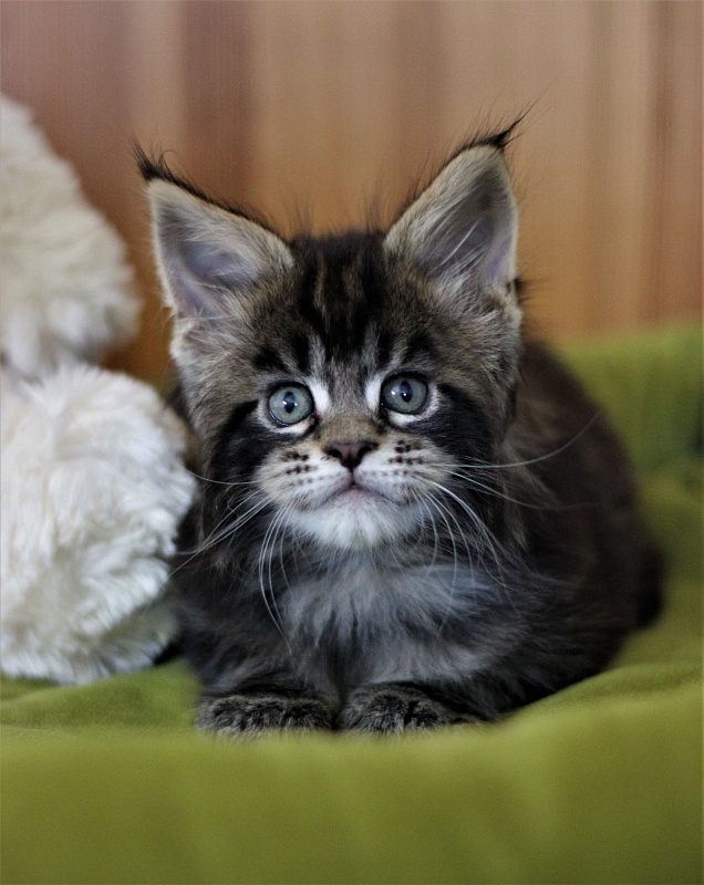 Bayraktar Monterini - Kitten maine-coon 1 month 2 weeks