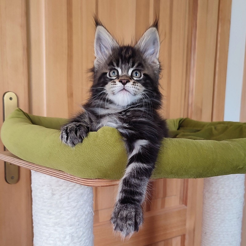 Bayraktar Monterini - Kitten maine-coon 1 month 4 weeks