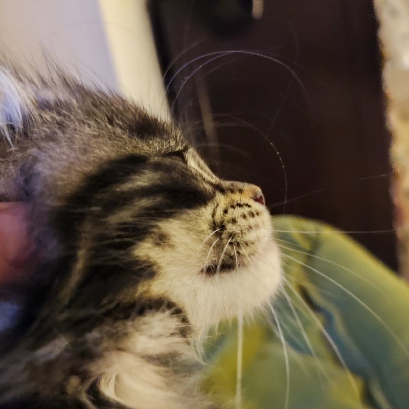 Bayraktar Monterini - Kitten maine-coon 1 month 4 weeks