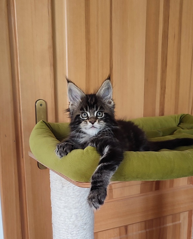 Bayraktar Monterini - Kitten maine-coon 1 month 4 weeks