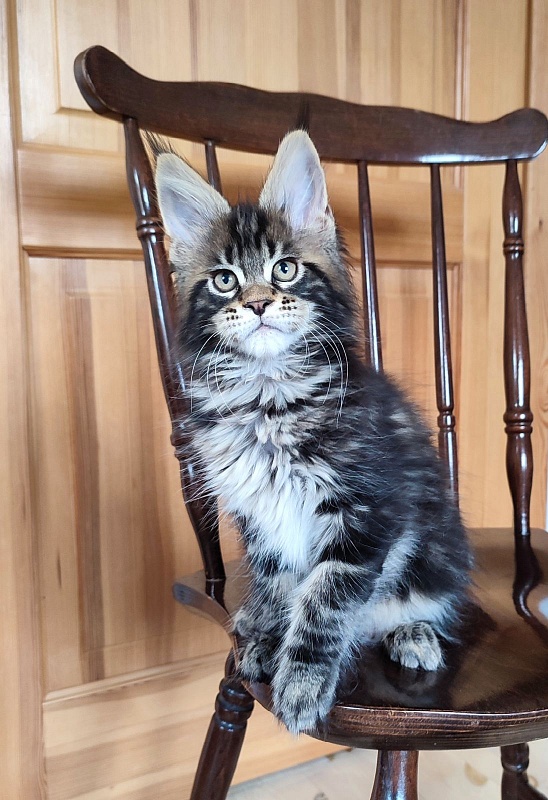 Bayraktar Monterini - Kitten maine-coon 2 months 2.5 weeks