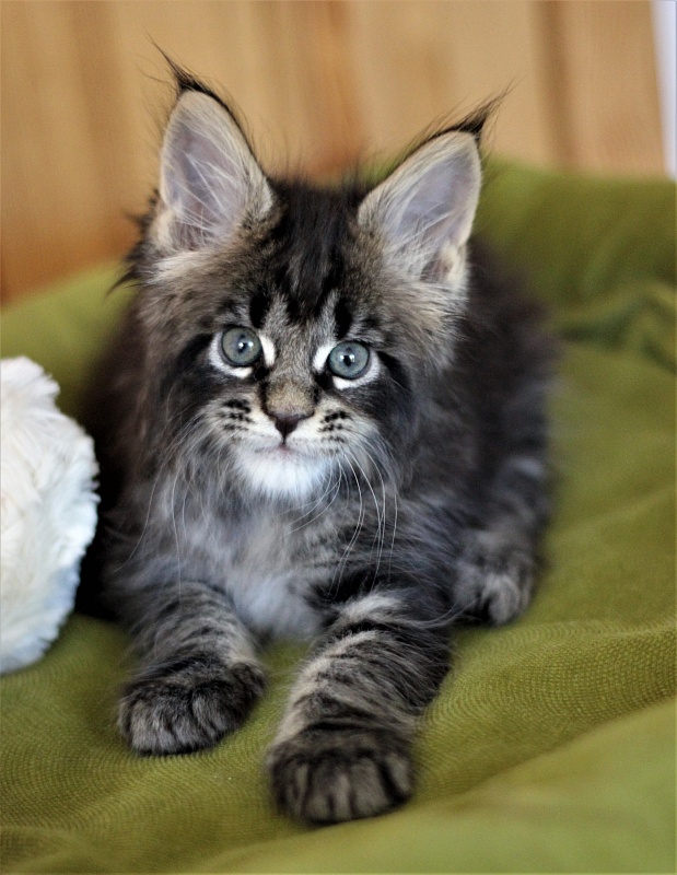 Baiden Monterini - Кошеня мейн-кун 1 місяць 2 тижні