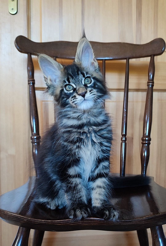 Baiden Monterini - Кошеня мейн-кун 2 місяця 1,5 тиждень