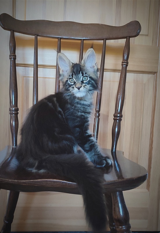 Baiden Monterini - Кошеня мейн-кун 2 місяця 1,5 тиждень