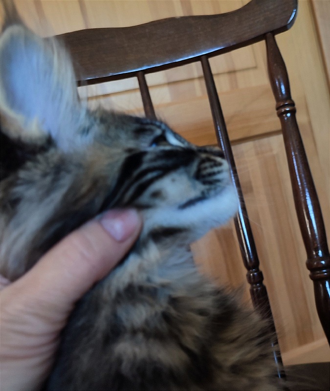 Baiden Monterini - Кошеня мейн-кун 3 місяця 1,5 тиждень