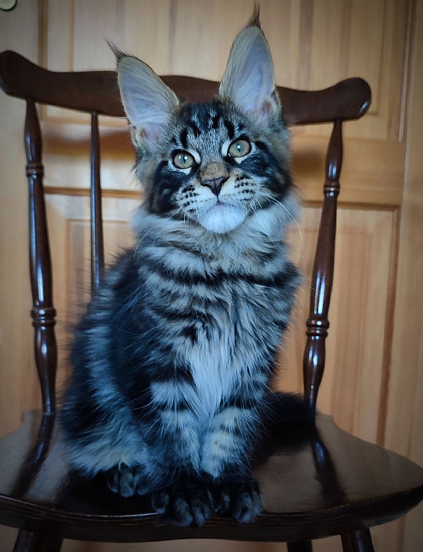 Baiden Monterini - Кошеня мейн-кун 3 місяця 1,5 тиждень