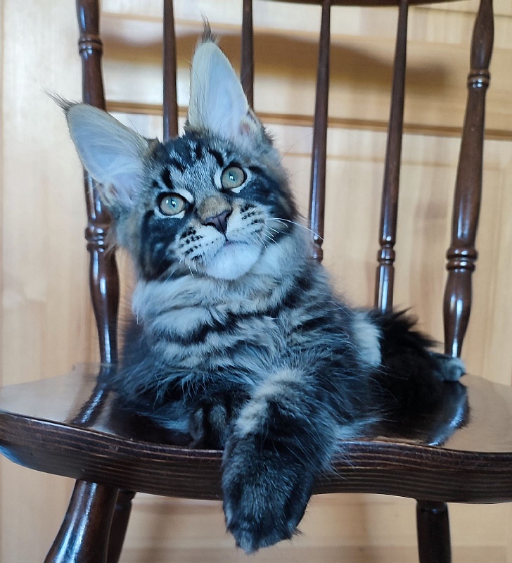 Baiden Monterini - Кошеня мейн-кун 3 місяця 1,5 тиждень