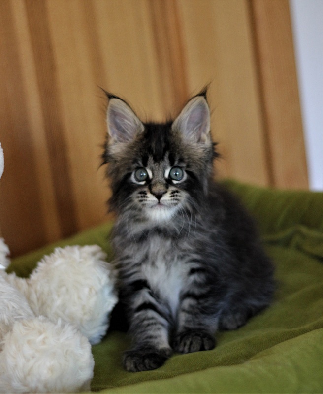 Baiden Monterini - Кошеня мейн-кун 1 місяць 2 тижні