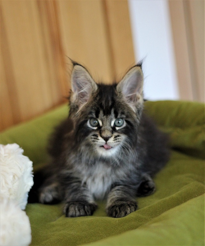 Baiden Monterini - Кошеня мейн-кун 1 місяць 2 тижні