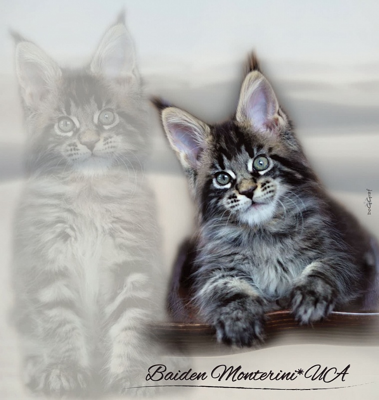 Baiden Monterini - Кошеня мейн-кун 1 місяць 4 тижні
