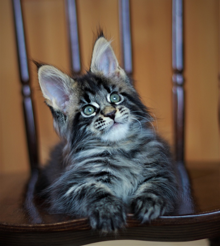 Baiden Monterini - Кошеня мейн-кун 1 місяць 4 тижні