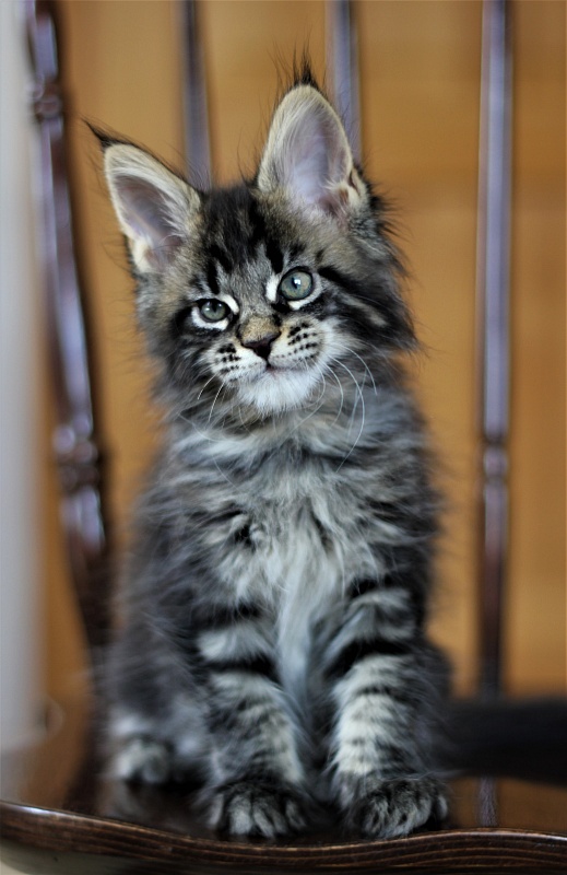 Baiden Monterini - Кошеня мейн-кун 1 місяць 4 тижні