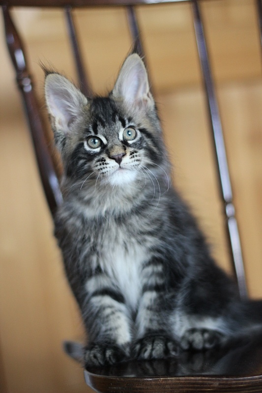 Baiden Monterini - Кошеня мейн-кун 2 місяця 1,5 тиждень