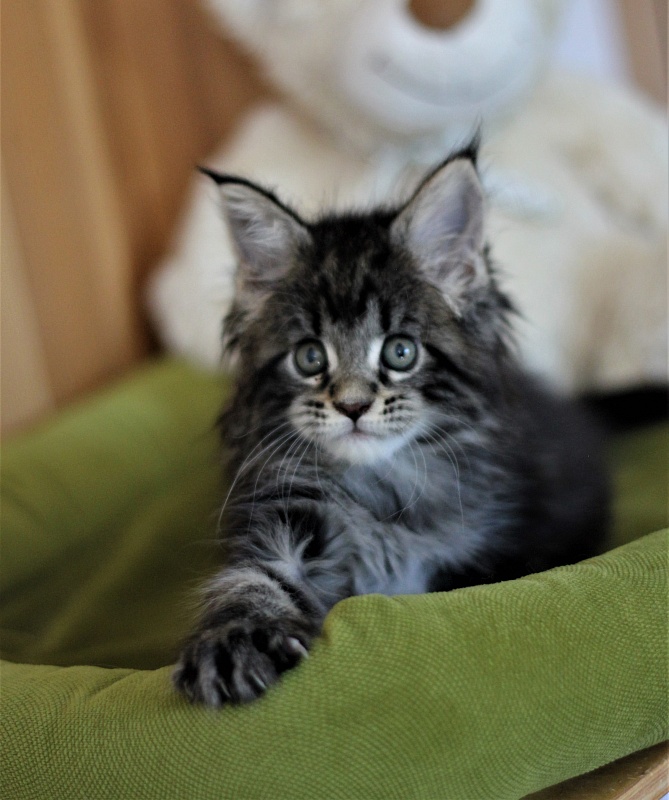 Baileys Monterini - Kitten maine-coon 1 month 2 weeks