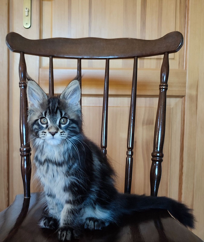 Baileys Monterini - Kitten maine-coon 2 months 1.5 week