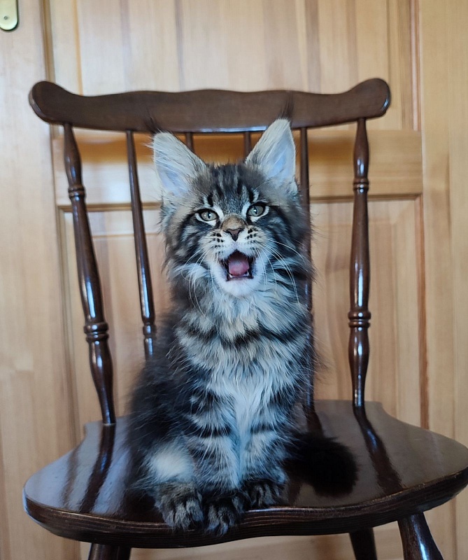 Baileys Monterini - Kitten maine-coon 2 months 1.5 week