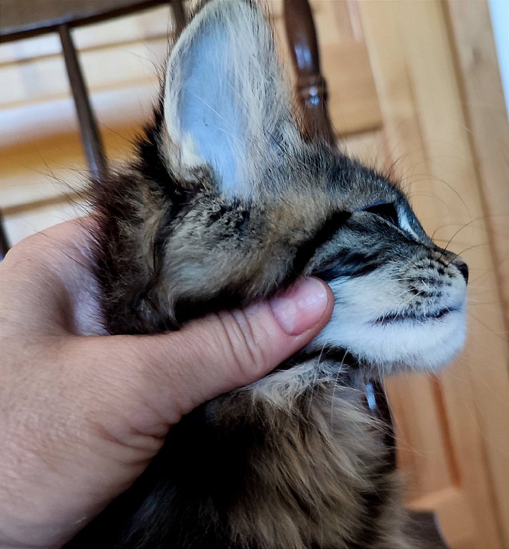 Baileys Monterini - Kitten maine-coon 3 months 1.5 week