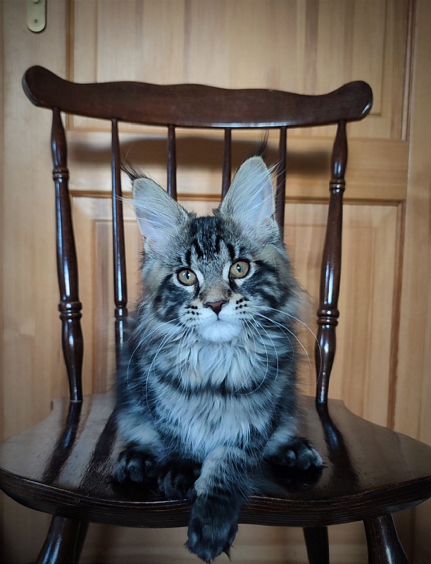 Baileys Monterini - Kitten maine-coon 3 months 1.5 week