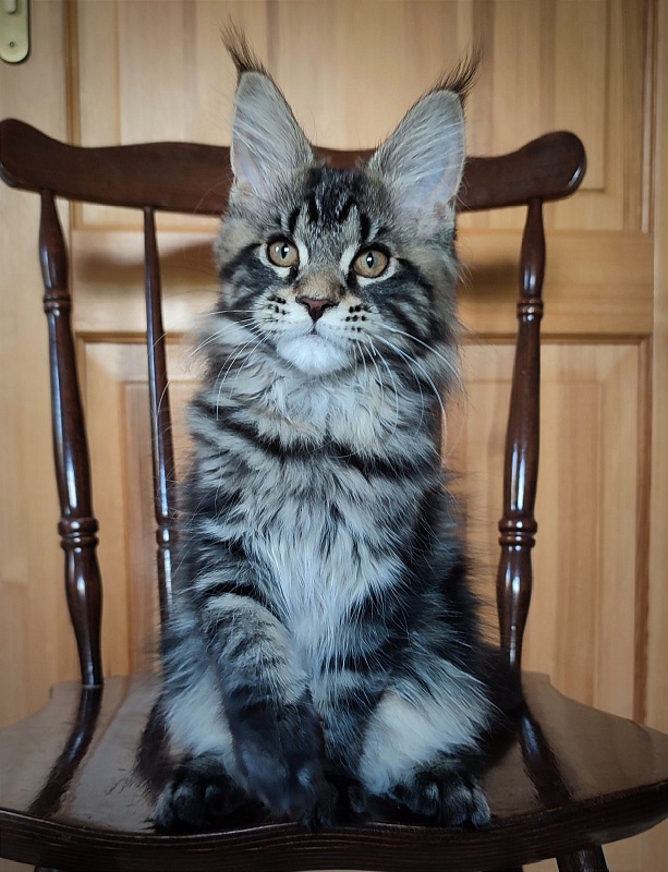 Baileys Monterini - Kitten maine-coon 3 months 1.5 week