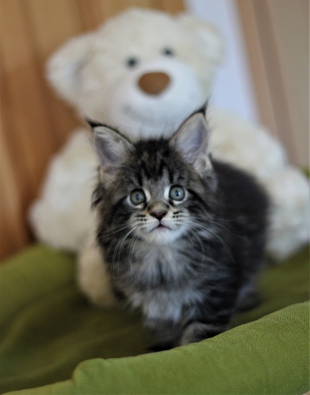 Baileys Monterini - Kitten maine-coon 1 month 2 weeks
