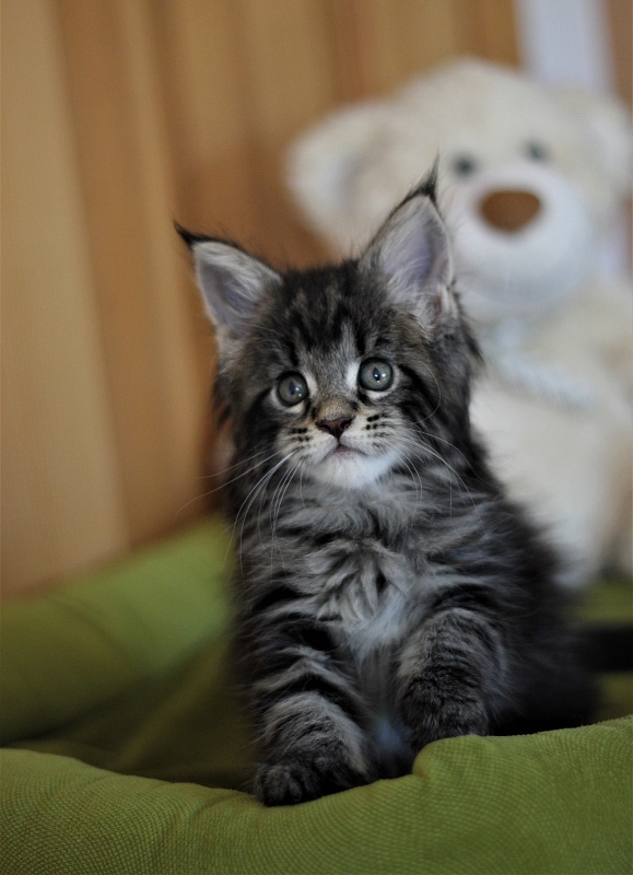 Baileys Monterini - Kitten maine-coon 1 month 2 weeks