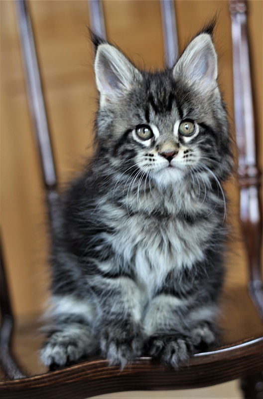 Baileys Monterini - Kitten maine-coon 1 month 4 weeks