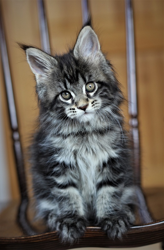 Baileys Monterini - Kitten maine-coon 1 month 4 weeks