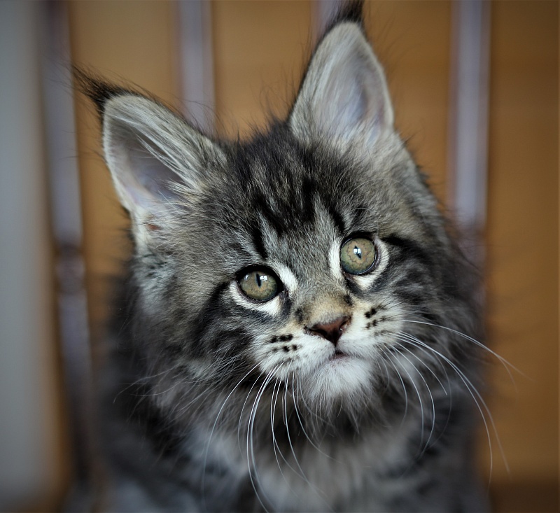 Baileys Monterini - Kitten maine-coon 1 month 4 weeks