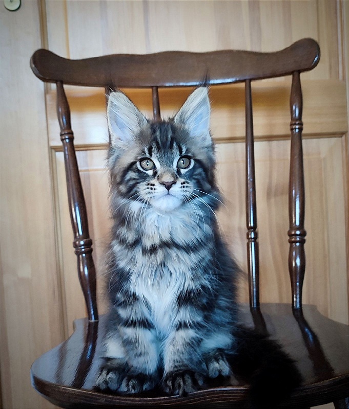 Baileys Monterini - Kitten maine-coon 2 months 1.5 week