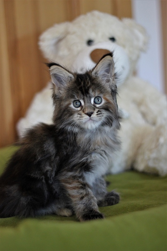 Bloomingdales Monterini - Kitten maine-coon 1 month 2 weeks