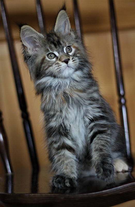 Bloomingdales Monterini - Kitten maine-coon 2 months 1 week