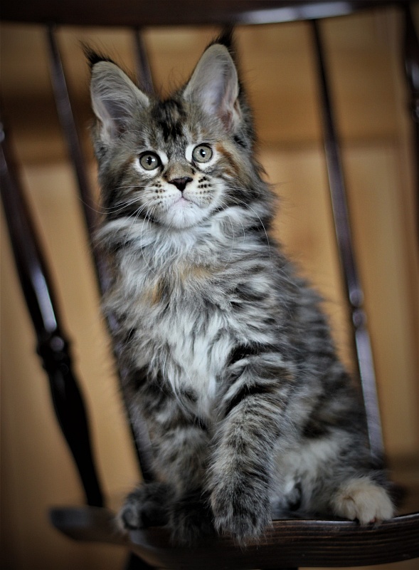 Bloomingdales Monterini - Kitten maine-coon 2 months 1 week