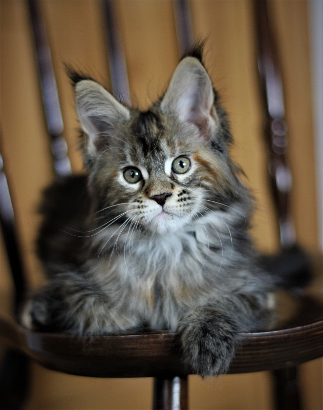 Bloomingdales Monterini - Kitten maine-coon 2 months 1 week