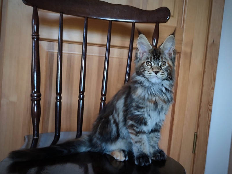 Bloomingdales Monterini - Kitten maine-coon 3 months 1.5 week