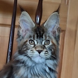 Bloomingdales Monterini