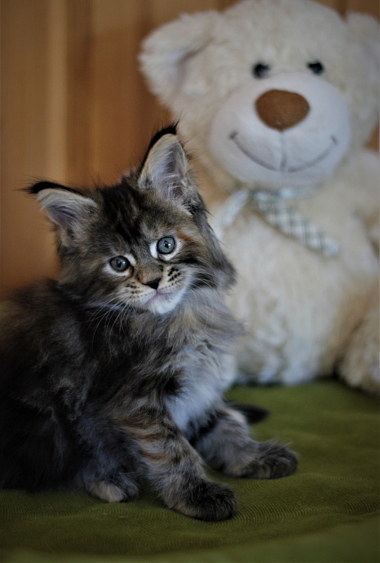 Bloomingdales Monterini - Kitten maine-coon 1 month 2 weeks
