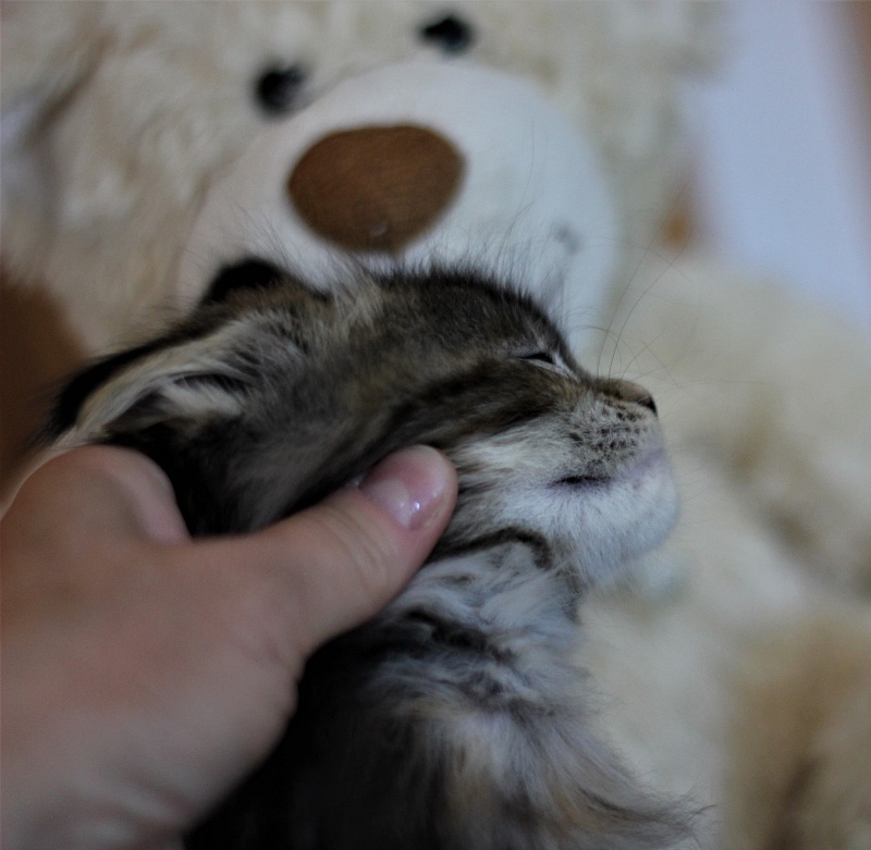 Bloomingdales Monterini - Kitten maine-coon 1 month 2 weeks