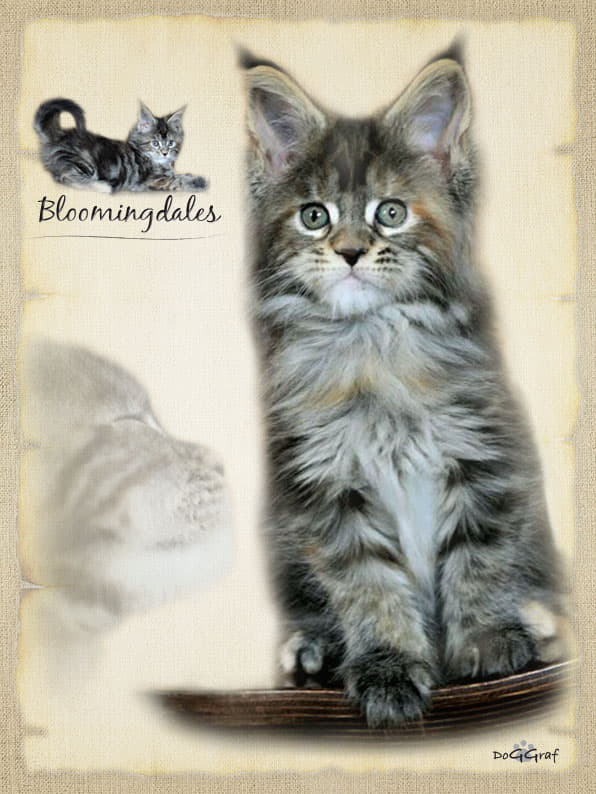 Bloomingdales Monterini - Kitten maine-coon 1 month 4 weeks