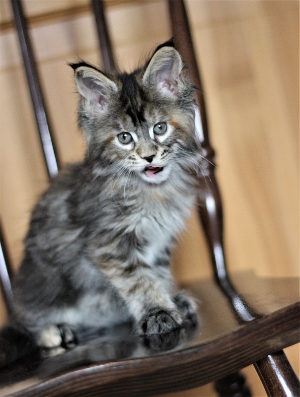 Bloomingdales Monterini - Kitten maine-coon 1 month 4 weeks