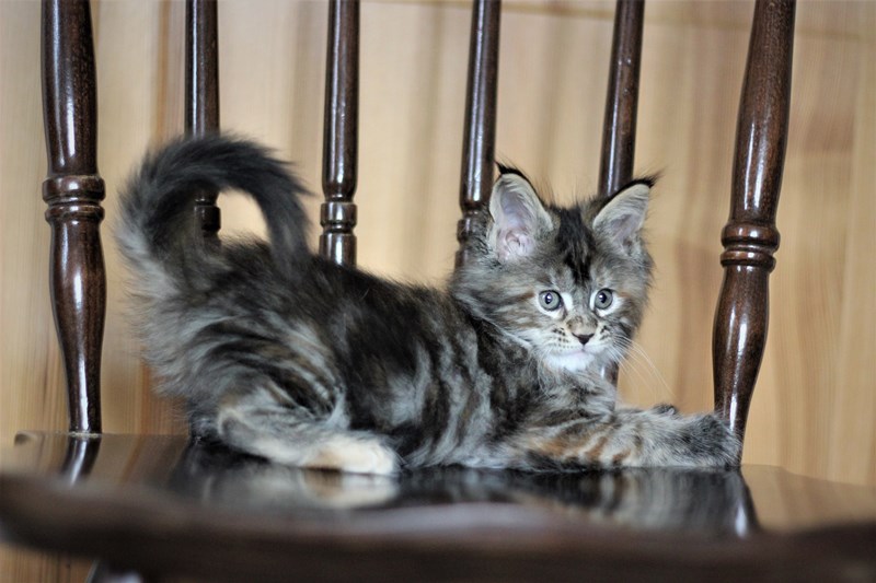 Bloomingdales Monterini - Kitten maine-coon 1 month 4 weeks