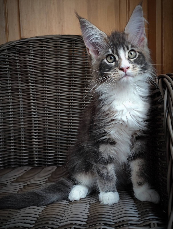 Corsair Monterini - Kitten maine-coon 3 months