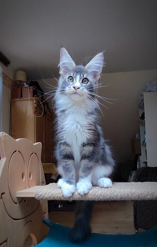 Corsair Monterini - Kitten maine-coon 3 months