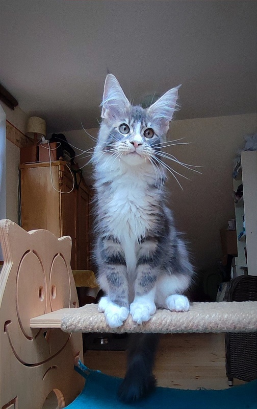 Corsair Monterini - Kitten maine-coon 3 months