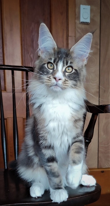 Corsair Monterini - Kitten maine-coon 4 months 1 week