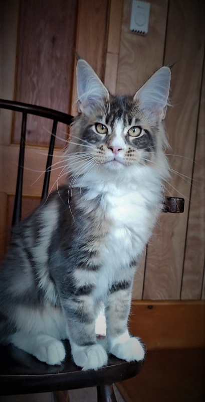 Corsair Monterini - Kitten maine-coon 4 months 1 week