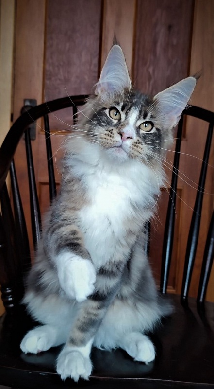 Corsair Monterini - Kitten maine-coon 4 months 1 week
