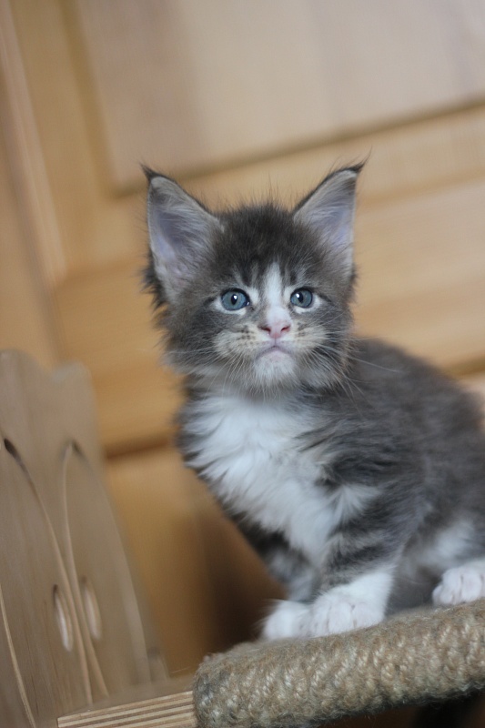 Corsair Monterini - Kitten maine-coon 1 month 0.5 weeks