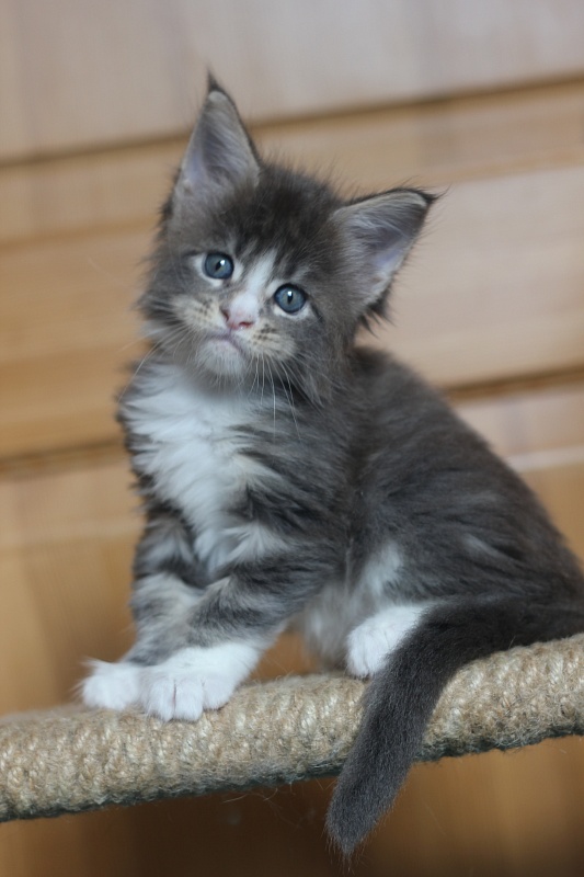 Corsair Monterini - Kitten maine-coon 1 month 0.5 weeks